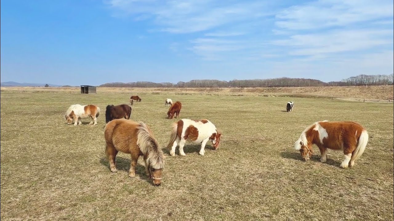 みんな呼んだら誰が来る？？総勢11頭をオヤツで呼んでみると、、、