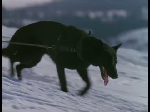 Villain Defeats: Spitz (The Call of the Wild)