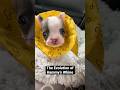 This Puppy Is SO Loud l The Dodo This Puppy Is SO Loud l The Dodo