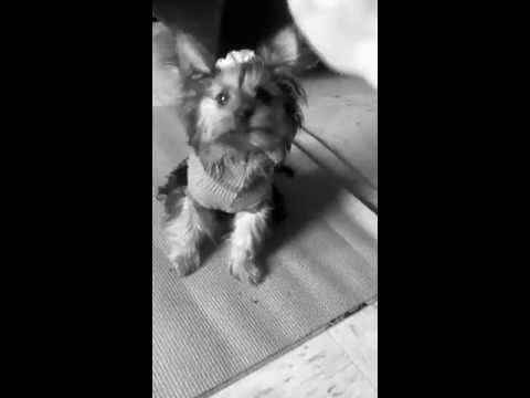 Copy of TOO CUTE & FUNNY!! Female Yorkshire Doing Tricks ;-)