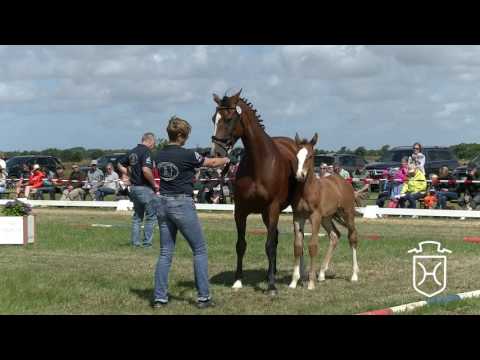 NF030 Hengstfohlen von Million Dollar   Casall   Cassini I