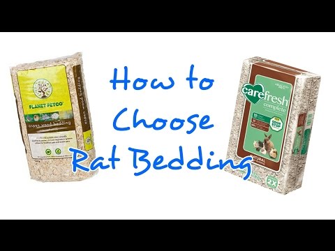 How to Choose Bedding for Rats | Rattiepedia: Episode 9