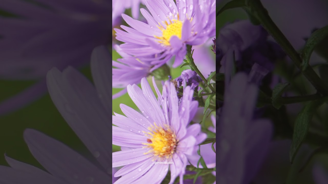 New England Aster Biology and Pollinator Ecology