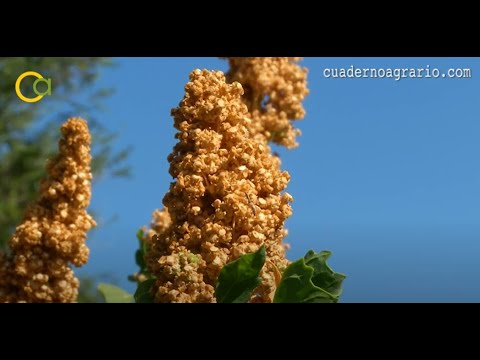 Fotograma del vídeo: Recolección de quinoa en Sevilla