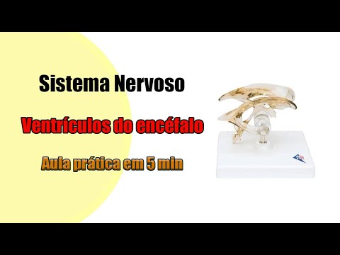 The Ventricles of the Brain and their Divisions [4K] - Neuroanatomy