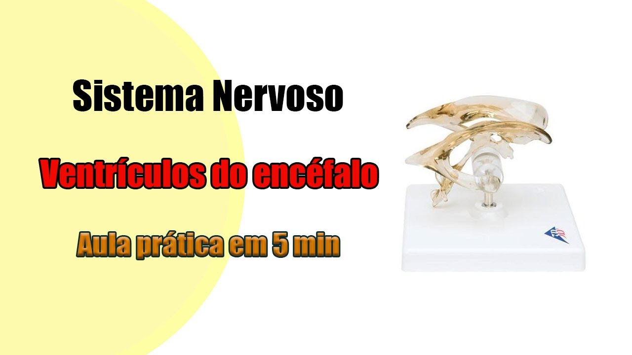 Os Ventrículos do Encéfalo e suas divisões [4K] - Neuroanatomia