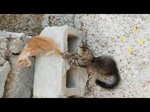 Little kittens/cute kittens. #cutekitten#babycat