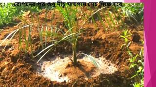 How to plant Tissue-culture date palm