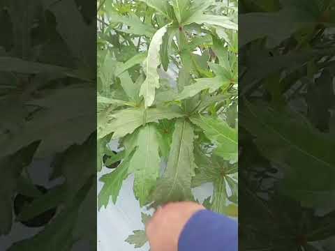 Plantio de Quiabo do meu amigo Pedro Henrique de Elisio Medrado Bahia. Com uso do sulfoc e vicanutri