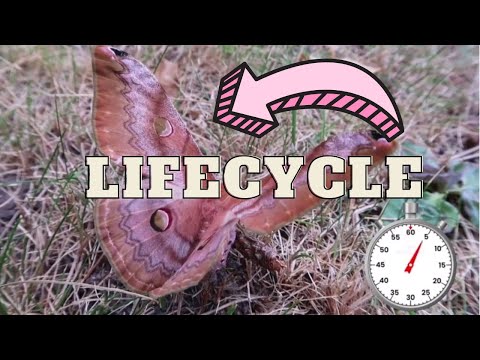 One-minute lifecycle: Cachosaturnia (Caligula) cachara - Larva to moth - Saturniidae - Insect study