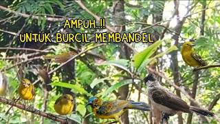 Download lagu Suara Pikat Burcil Membandel mp3