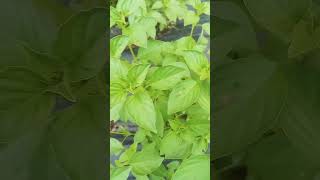 Download lagu budidaya daun kemangi #daunkemangi mp3 Download lagu budidaya daun kemangi #daunkemangi mp3