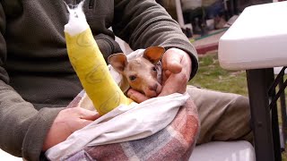 Trailer Preview Image