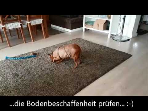 Afifa, ein Hund in Not aus dem Tierschutz