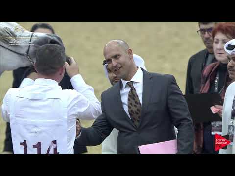 N.114 ASEEL AL JASASIYA - 2019 Qatar Nat. Peninsula show - Colts 3 Years Old (Class 6) .mp4