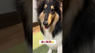 散歩を満喫した大型犬　 #コリー #名犬ラッシー #大型犬との暮らし #大型犬 #シェルティ #シェルティのいる生活 #ラフコリー