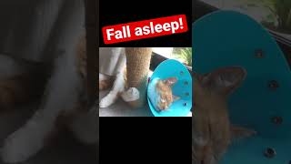 寝落ち猫 fall asleep #ショート #shorts