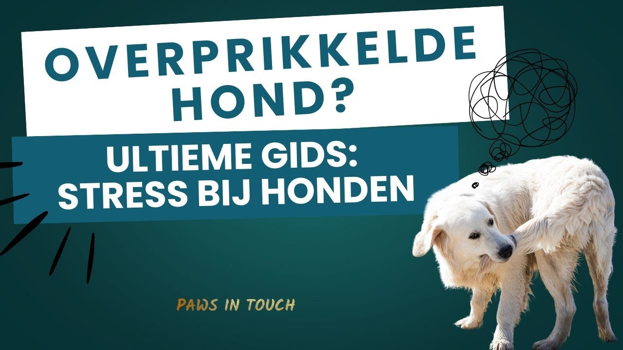 Dé reden dat je hond soms opeens helemaal doorslaat? - De ultieme gids over stress bij honden!