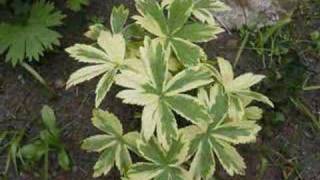 Lullaby Of The Leaves