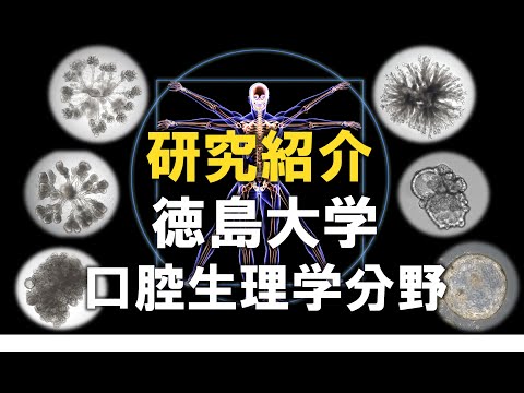 徳島大学大学院医歯薬学研究部 口腔生理学分野の研究紹介