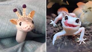 Download lagu 10 Unconventional Pets You'll Fall In Love! mp3