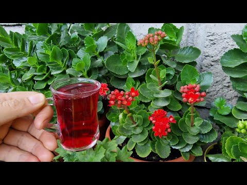 Çiçeksiz kalanşolar ANINDA açtıran MUCİZE !!