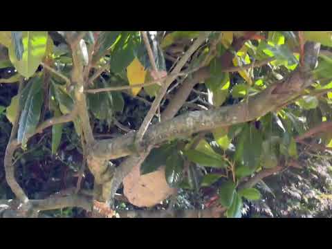 Large Bald-Faced Hornets Nest on a Tree Branch in Kendall Park, NJ