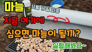 마늘 지금 여기에 이렇게 심으면 마늘이 될까 망할까? 실험해봐요 마늘키우기