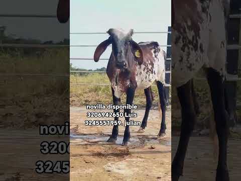 hato Rivera Mendoza Cartago Valle cauca llámanos
