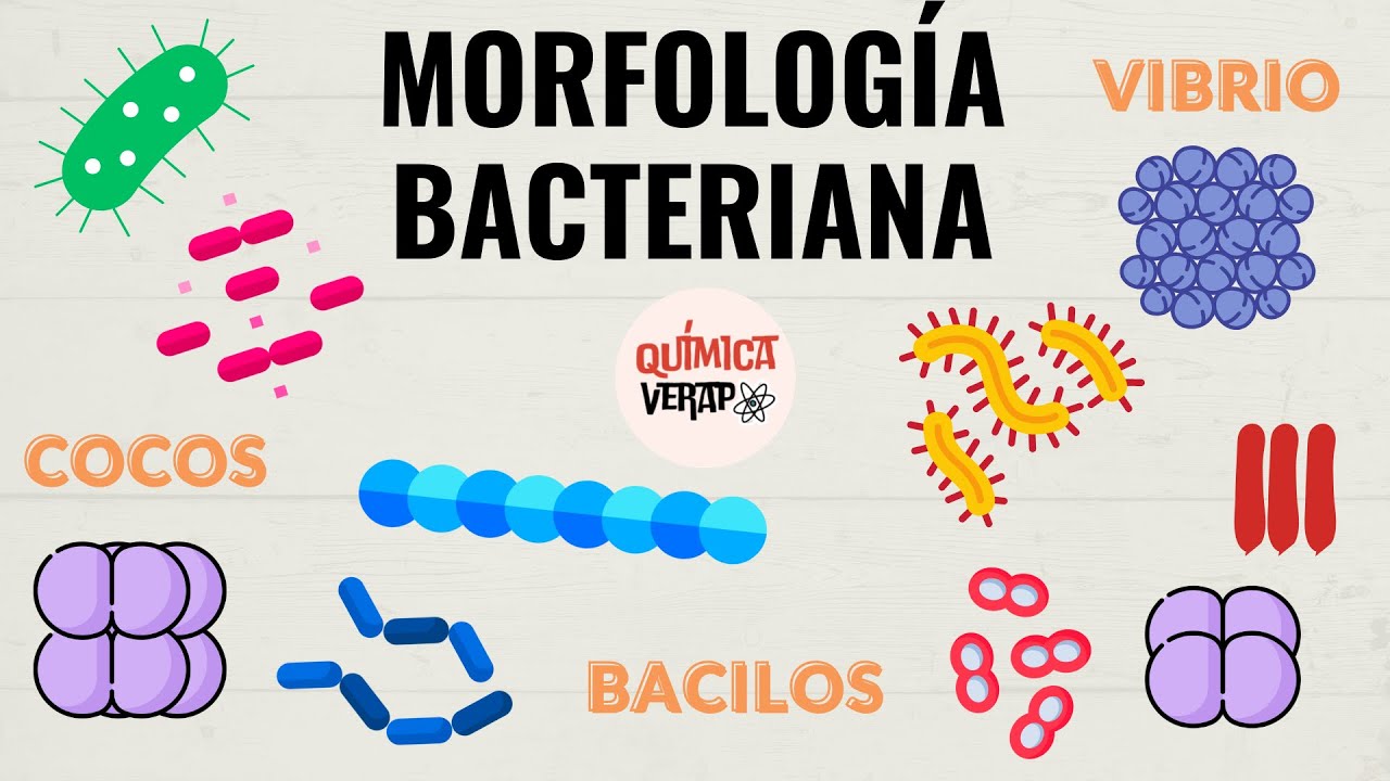 LA FORMA DE LAS BACTERIAS l MORFOLOGÍA BACTERIANA MICROBIOLOGÍA l CLASIFICACIÓN BACTERIANA