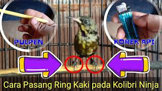 Download lagu Pasang RING Kaki pada Burung KOLIBRI NINJA mp3 Download lagu Pasang RING Kaki pada Burung KOLIBRI NINJA mp3