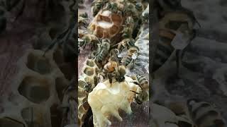 Download lagu #electronicmusic #housemusic #edm #music #dj #honeybeesting #honeybeesting beeswarmsimulator mp3 Download lagu #electronicmusic #housemusic #edm #music #dj #honeybeesting #honeybeesting beeswarmsimulator mp3