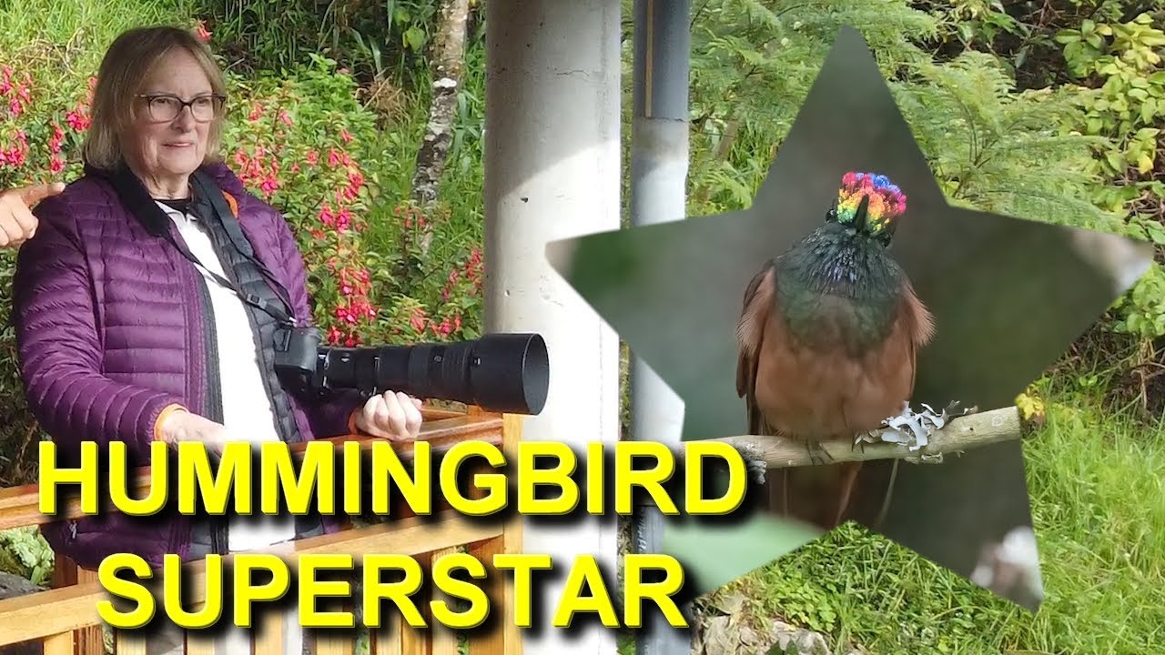 A Hummingbird with a Rainbow on its Head???