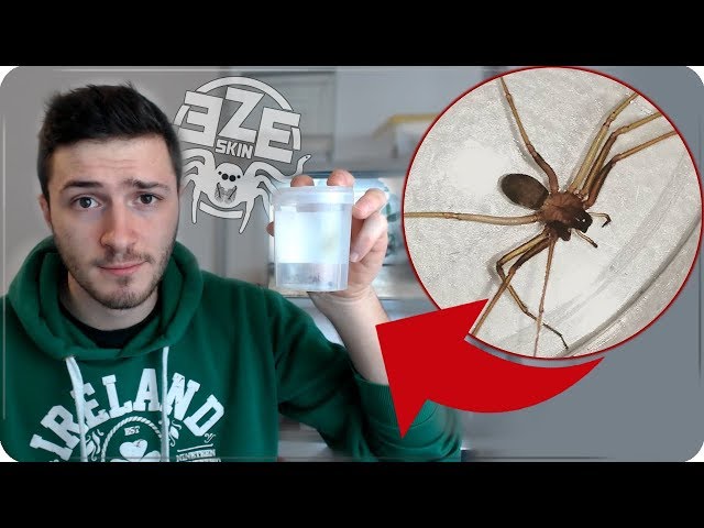 Video Aussprache von Sicariidae in Englisch