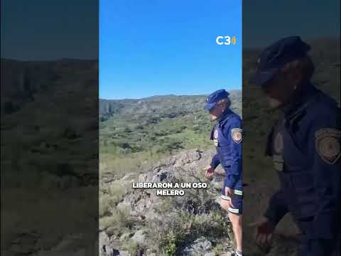UN OSO MELERO APARECIÓ EN EL PATIO DE UNA CASA DE CÓRDOBA Y LO LIBERARON SU HÁBITAT | Cadena 3