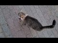 Cute Tabby Cat Who Wants To Say She Is Hungry By Meowing