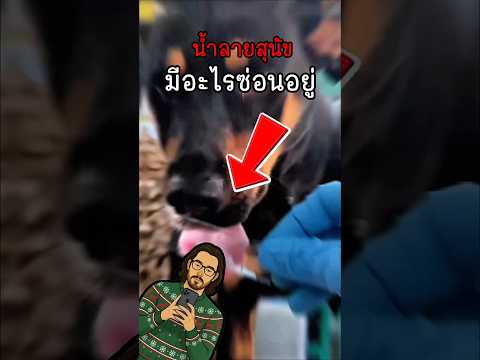 ในน้ำลายสุนัขมีอะไร #ความรู้ #สุนัข #fpy #shorts