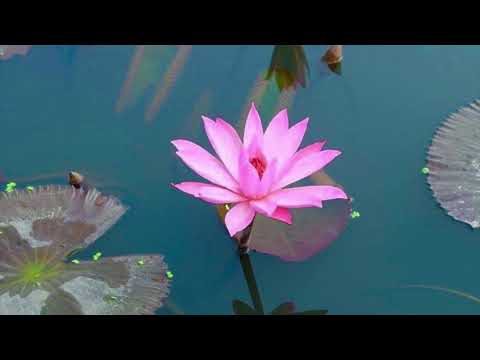 The Dhammapada: 42 - An ill-Disposed Mind