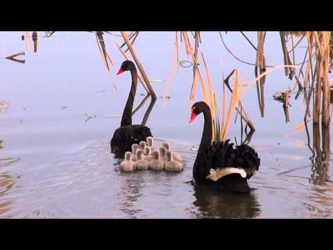 Black Swan Cygnus atratus s 10 mláďatami (cygnets) — rodičovské správanie