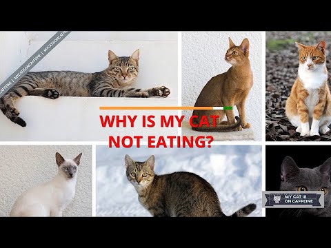 Why Is My Cat Not Eating?