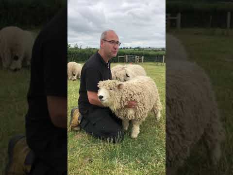 , title : 'Greyface Dartmoor Sheep - The friendliest sheep ever at Moorparks?'