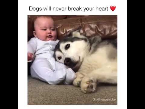 Dog's are not break your heart