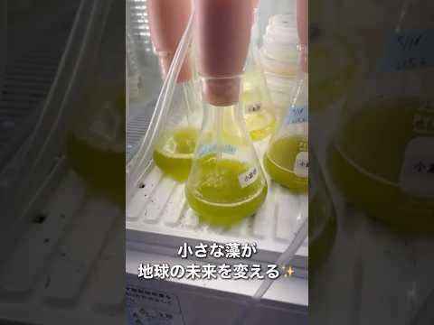 バイオデータサイエンス学科 微細藻類で下水を浄化！？