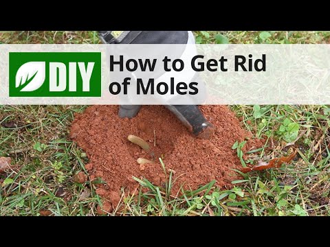  How to Get Rid of Moles  Video 