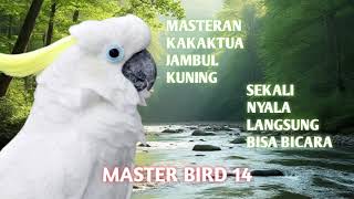 Download lagu MASTER BURUNG 1 JAM KAKATUA CEPAT BICARA mp3