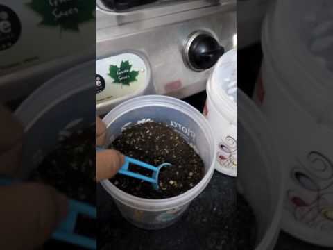 download lagu mp3 mp4 How To Make Tea Red Label, download mp3 How To Make Tea Red Label free downloadn, video klip How To Make Tea Red Label