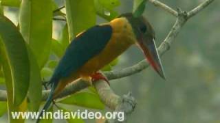 Stork-billed Kingfisher or Halcyon Capensis