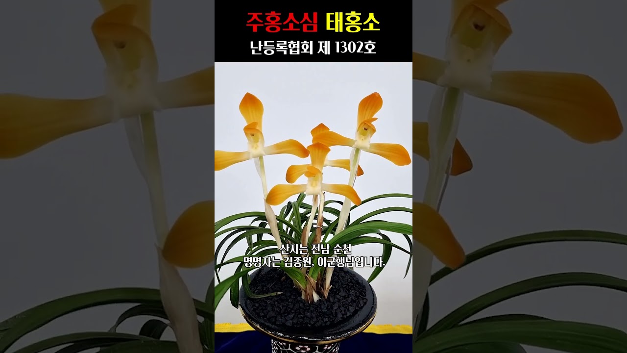 쇼츠 썸네일