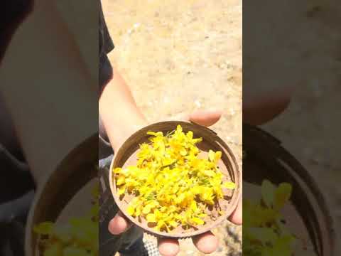 Desert iguana feeding     | GoCatchIt