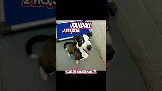 Video preview image #1 Mutt Puppy For Sale in Rowlett, TX, USA